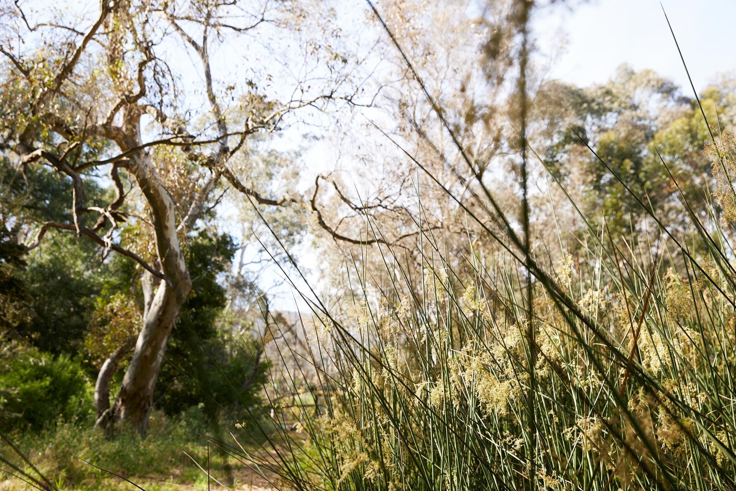 Lodge Lodge Tallarook Arboretum Wide